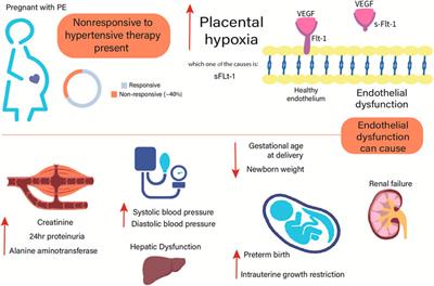 Antihypertensive therapy responsiveness and adverse outcomes in preeclampsia: insights into molecular mechanisms underlying cardiovascular and renal complications